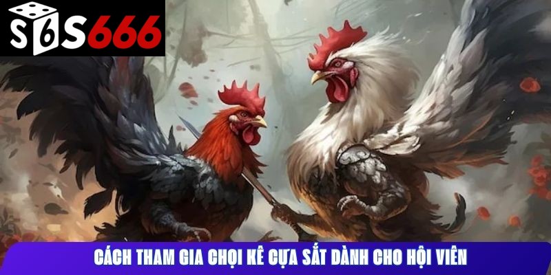 Cách tham gia chọi kê cựa sắt dành cho hội viên